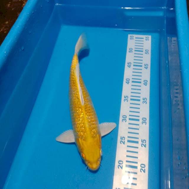 Yamabuki ogon 35cm