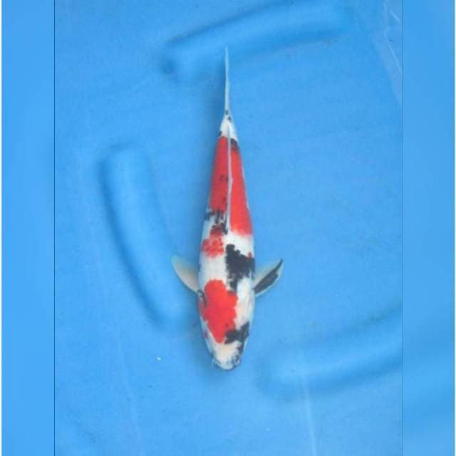 RED KINDAI SHOWA - TOSAI