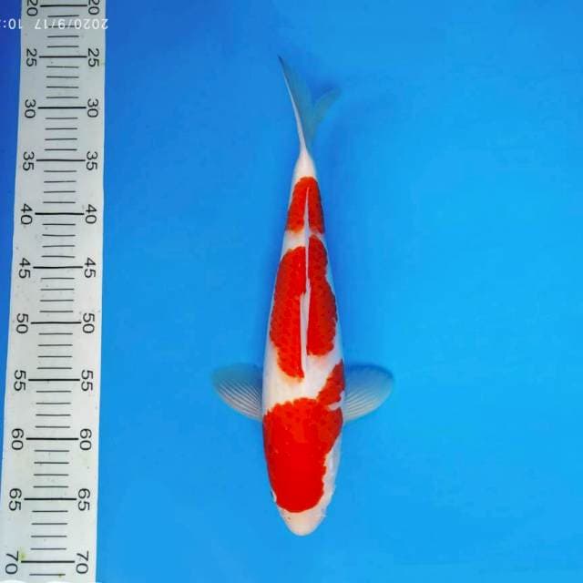 TENJIN 4 ~ KOHAKU 3 STEPS ™