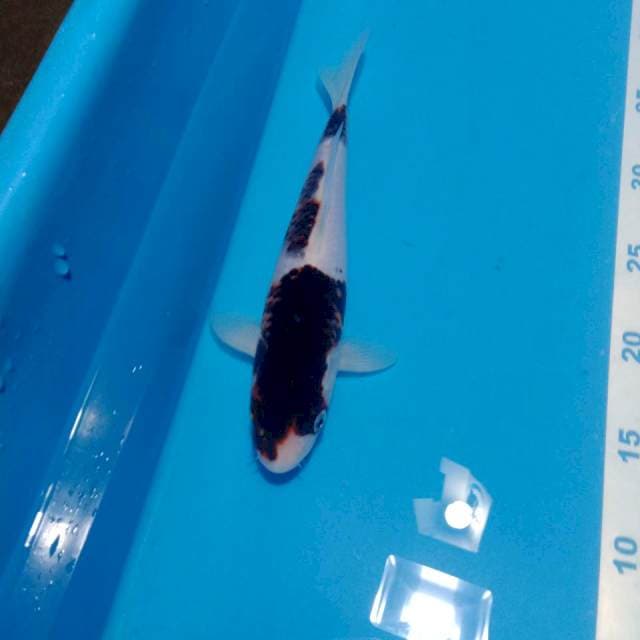 Budho goromo 27cm