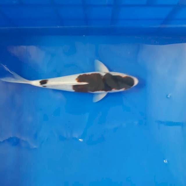 Budo goromo 28cm