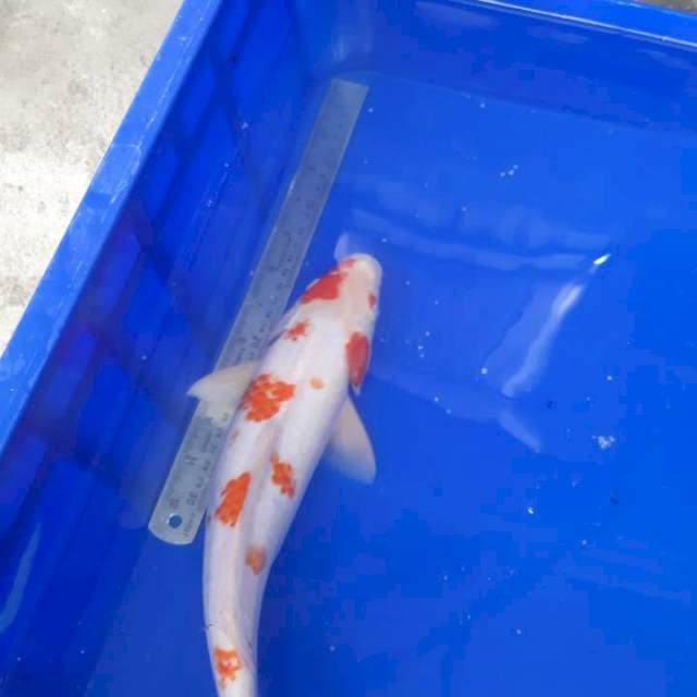 Kohaku 35BU