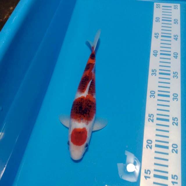 Maruten goromo 30cm