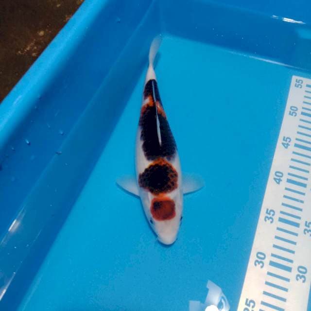 Maruten goromo 30cm