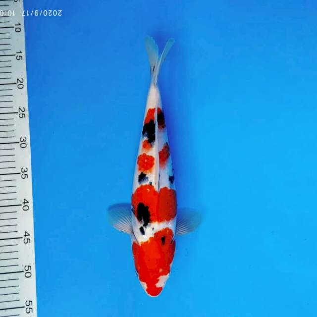 TENJIN 11 ~ TAISHO SANKE ™
