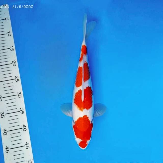 TENJIN 12 ~ KOHAKU 4 STEPS ™