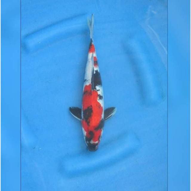 RED SHOWA - TOSAI