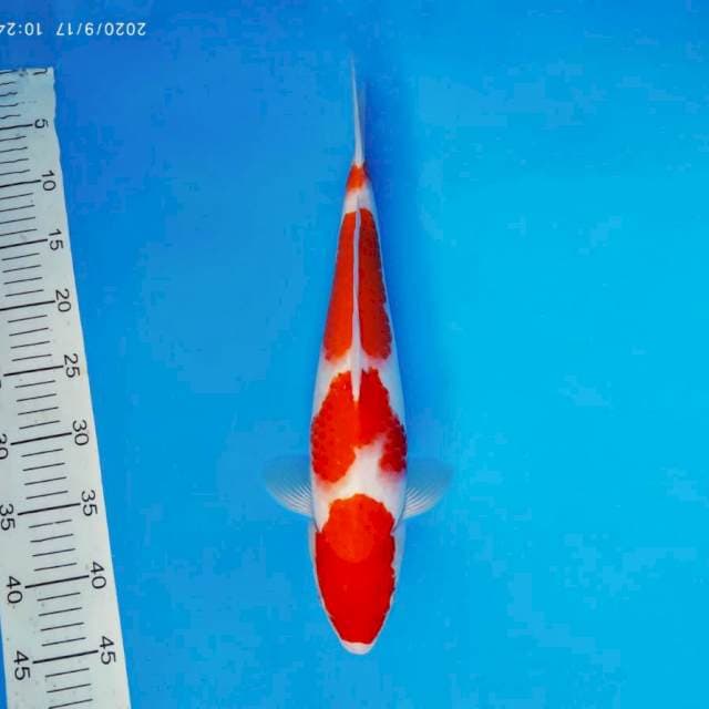 TENJIN 16 ~ KOHAKU 4 STEPS ™