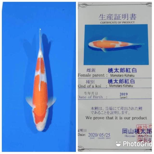 Kohaku import momotaro farm