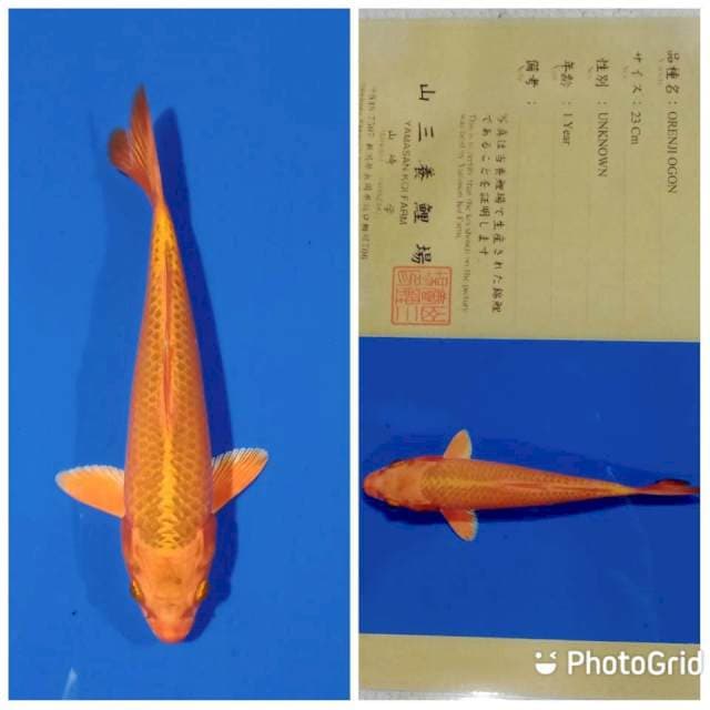 Ogon import tosai yamasan farm
