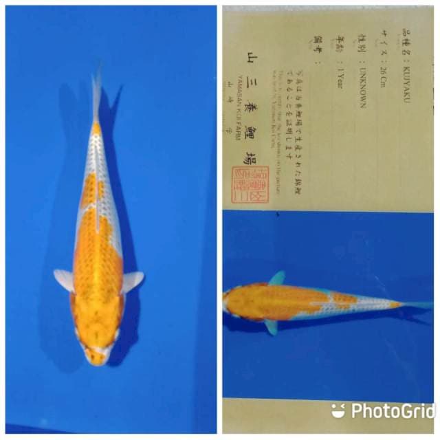 Kujaku import yamasan farm