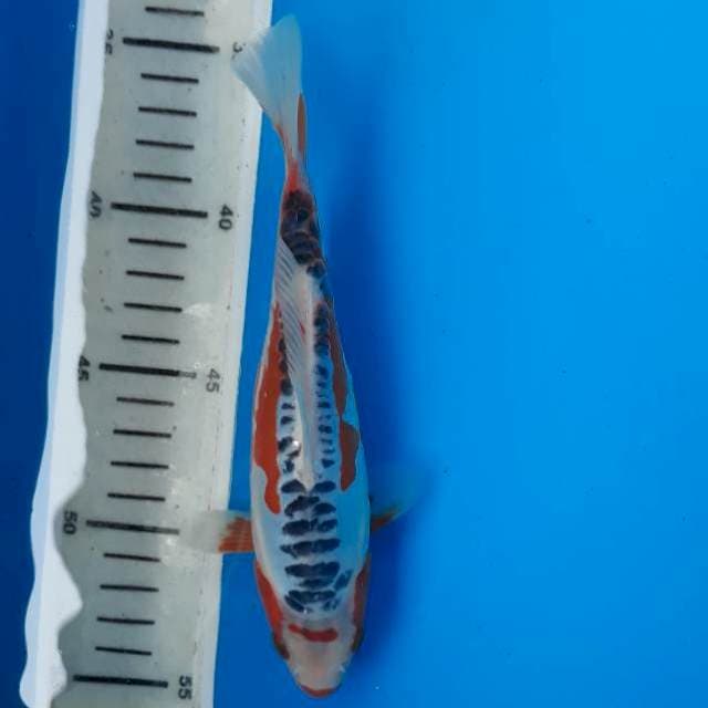 Baby shusui 19cm