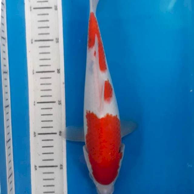 Kuhaku 33cm female