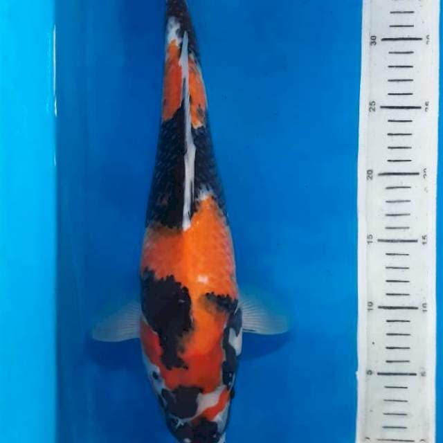Showa 39cm female