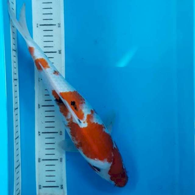 Showa 37cm