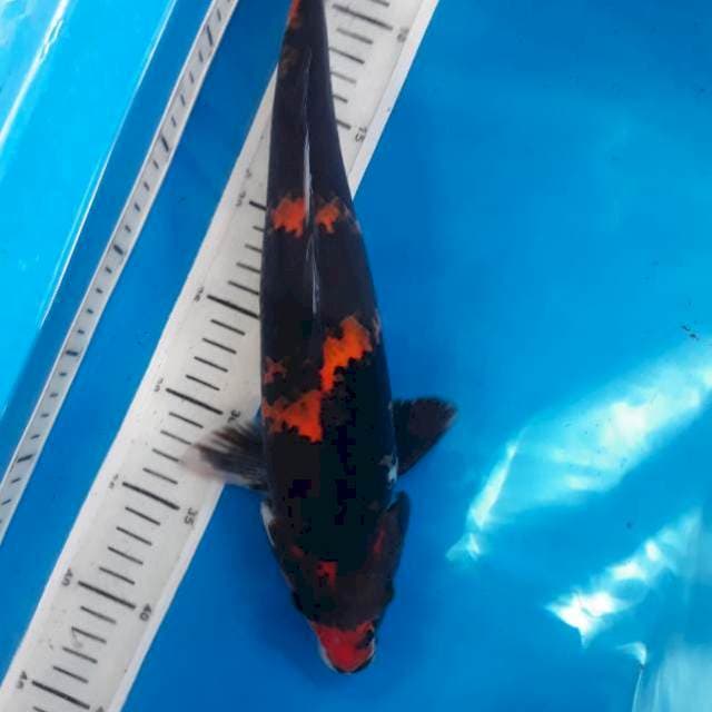Showa 37cm