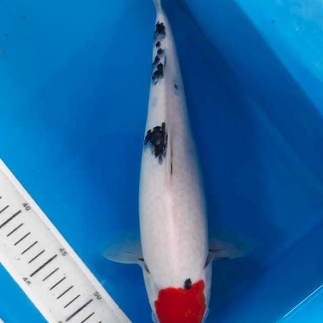 Tancho 34cm