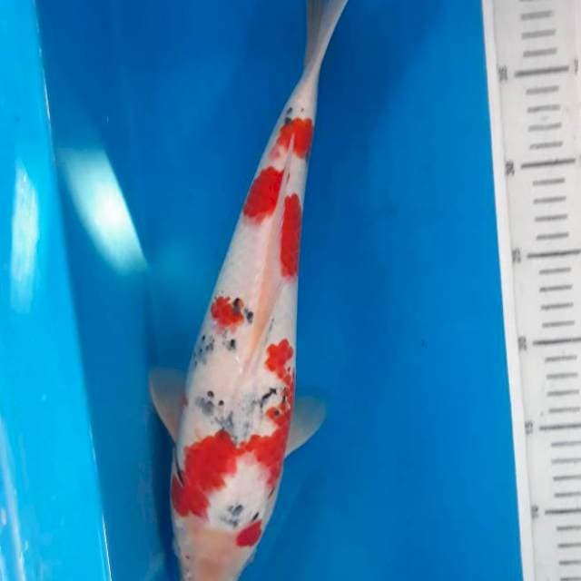 Showa 36cm