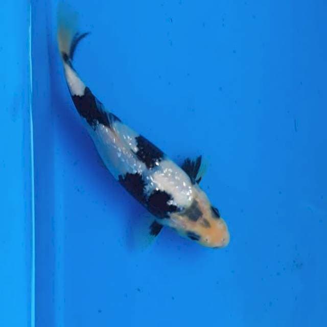 Shiro gindrin 15cm