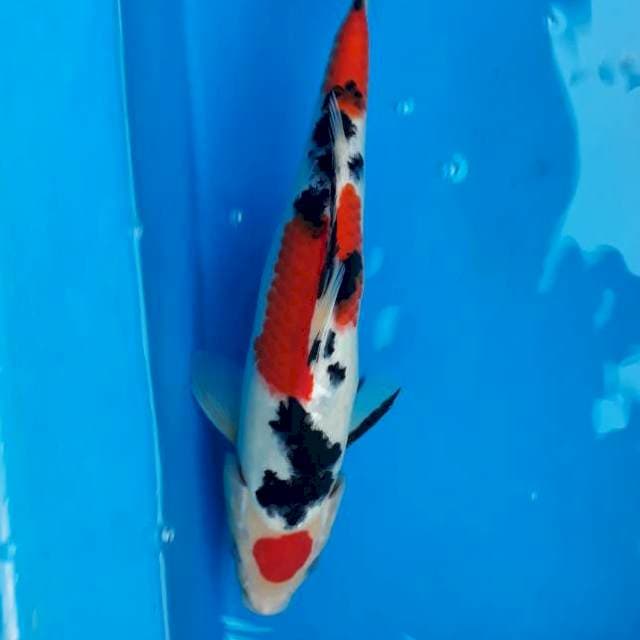 Tancho Sanke 29cm