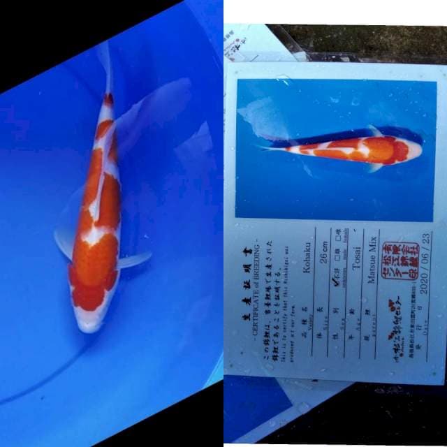 Kohaku MATSUE serti