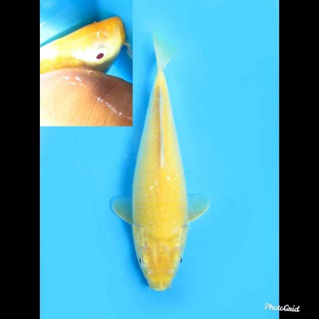 26cm , Female ,- Karashi Red Eye