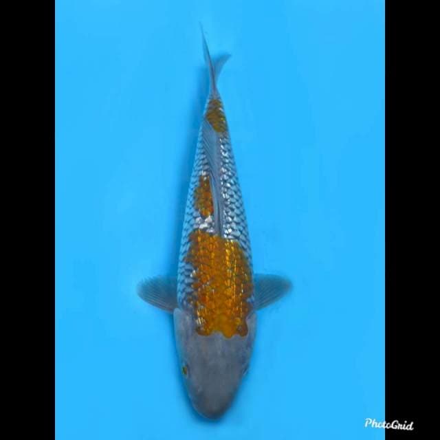 31cm Female ,- Ochiba Full Ginrin