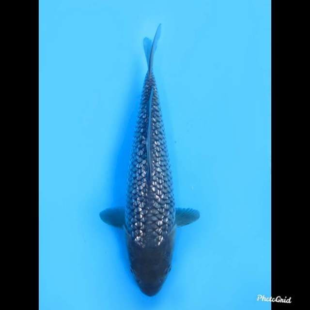 25cm , Male ,- Soragoi Full Ginrin