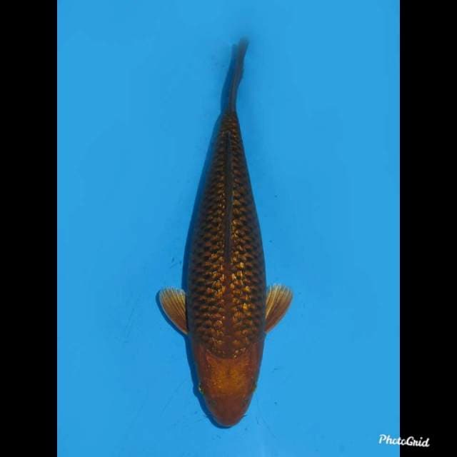 33cm , Female ,- Chagoi Tembaga Hikari