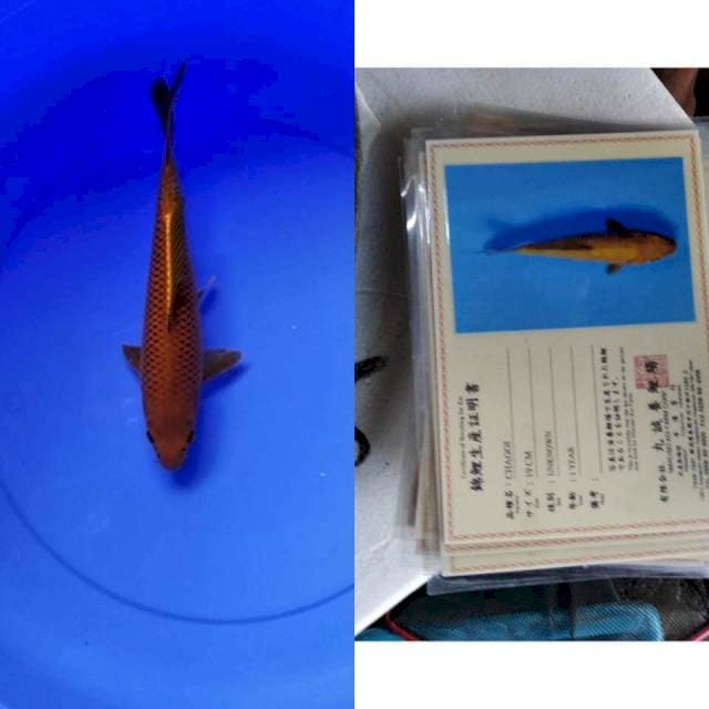 Chagoi MARUSEI serti