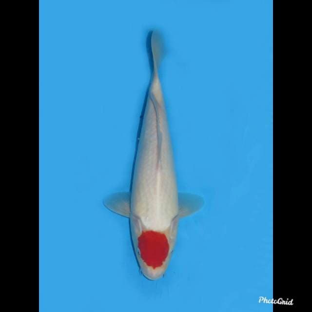 32cm , Male ,- Tancho Original