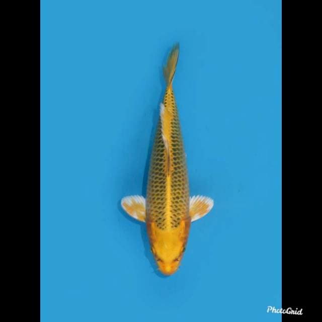 30cm , Male ,- Kin mastuba