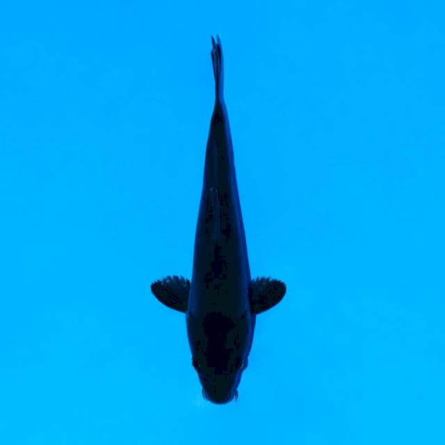 Karasu doitsu hitam pekat