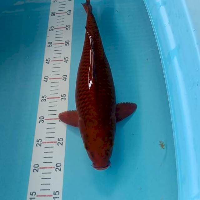 Cagoi tembaga