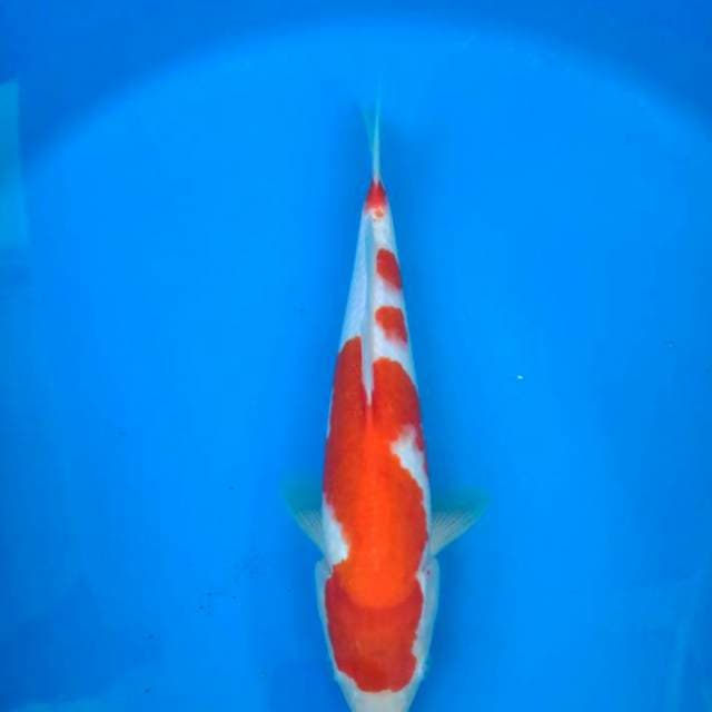 kohaku strong