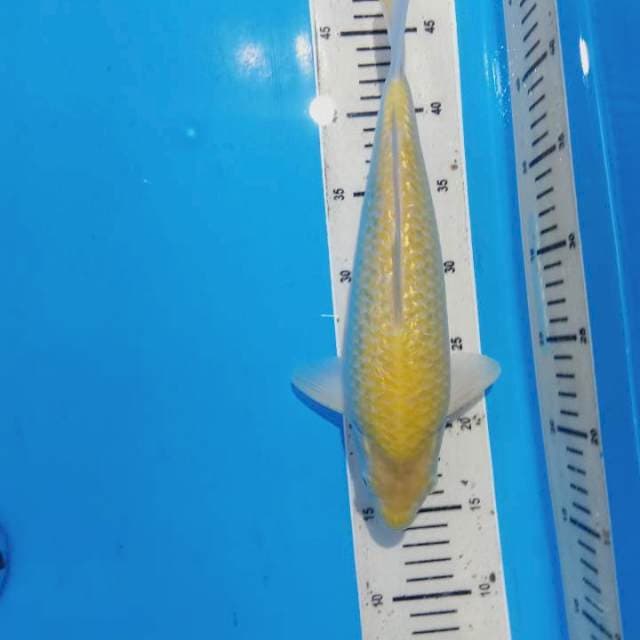 Karasi badak laut Male
