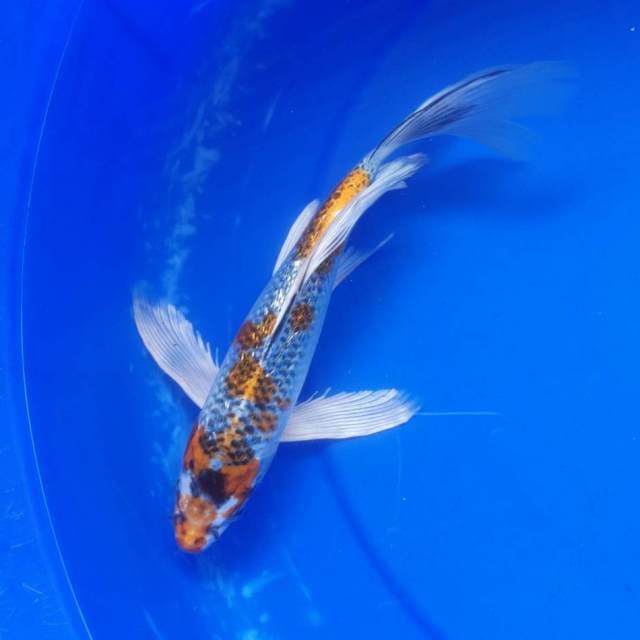 Kumpai kojaku ginrin