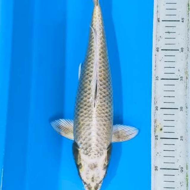 Mukashi ogon 38cm female..bakat jumbo