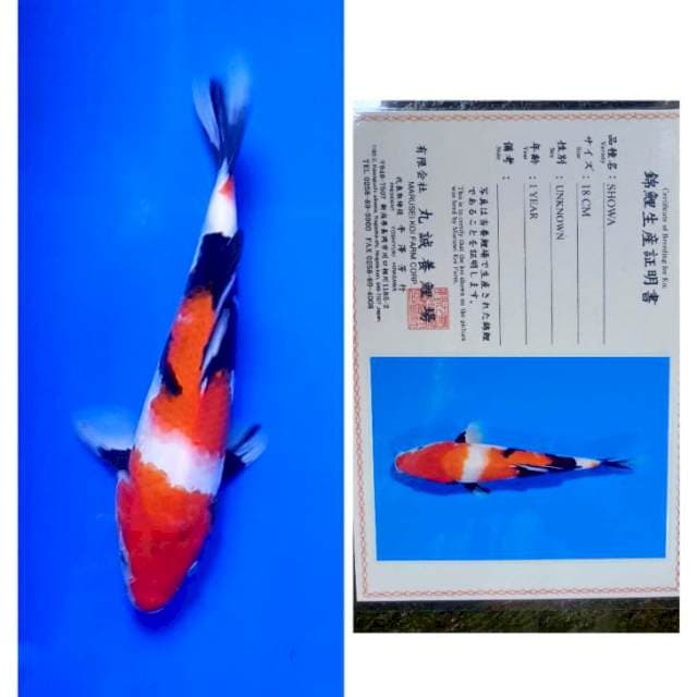 Showa Import Serti Marusei 25bu