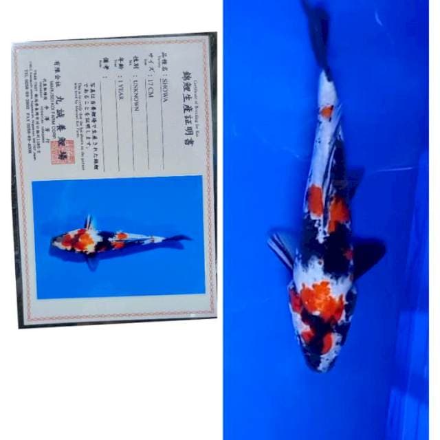 Showa Import Serti Marusei 25bu