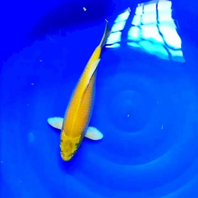 ogon 42cm female