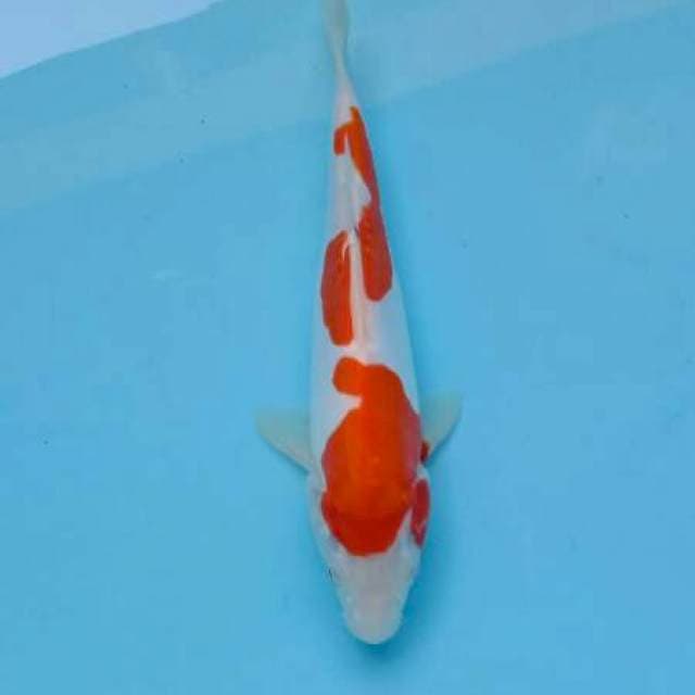 Kohaku doitsu