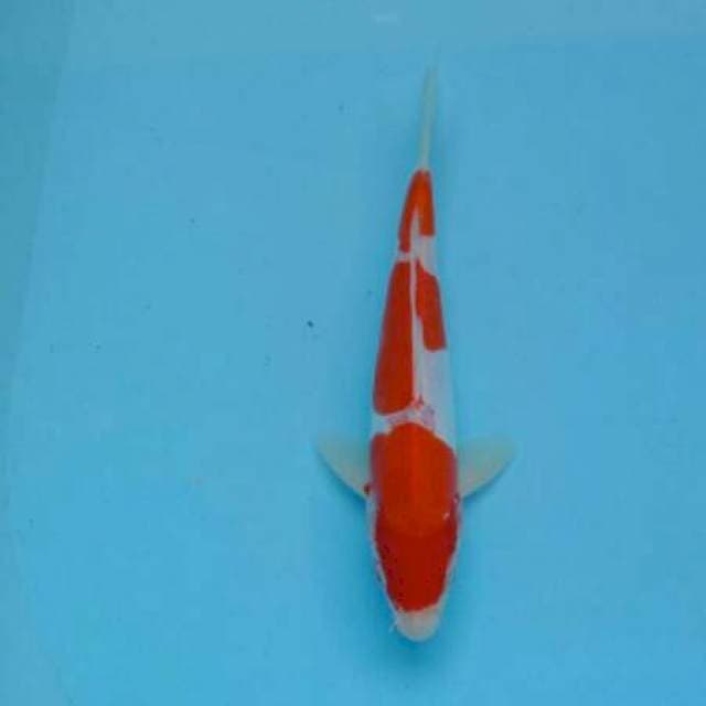 Kohaku doitsu