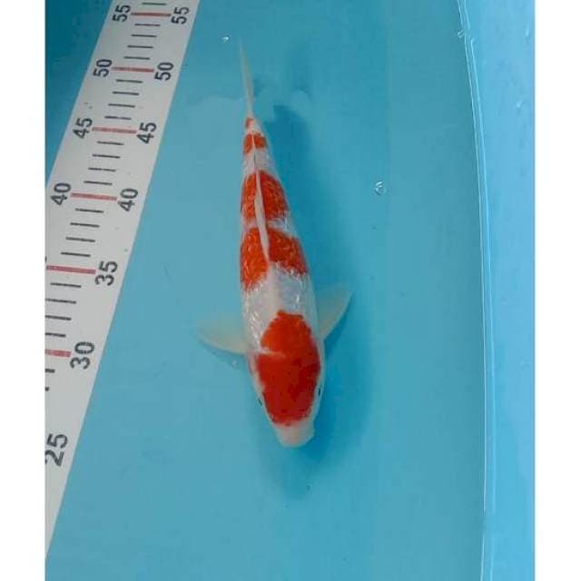 Step 4 ginrin kohaku