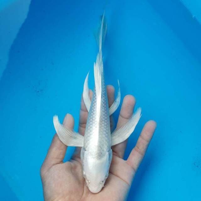 Kumpai platinum