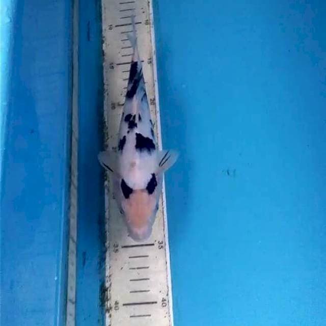 Bekko 22cm