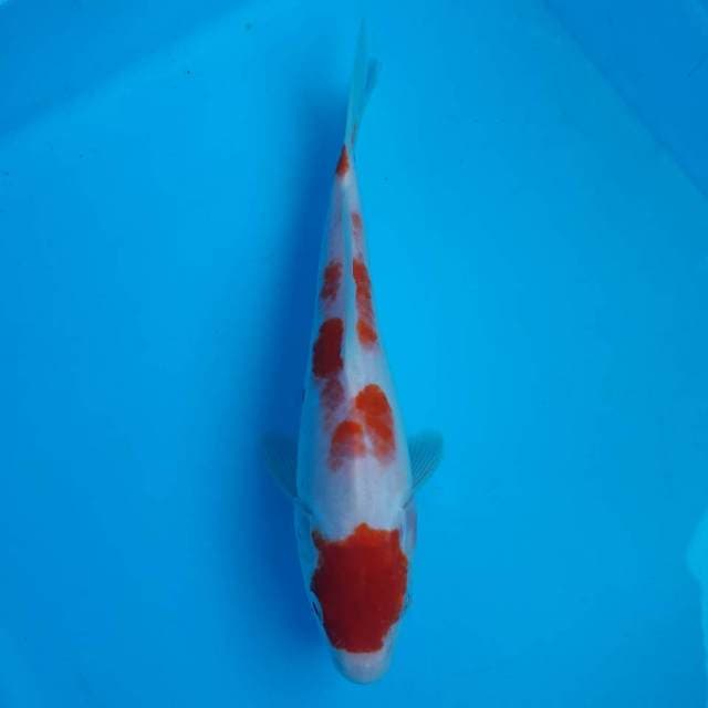Maruten kohaku male