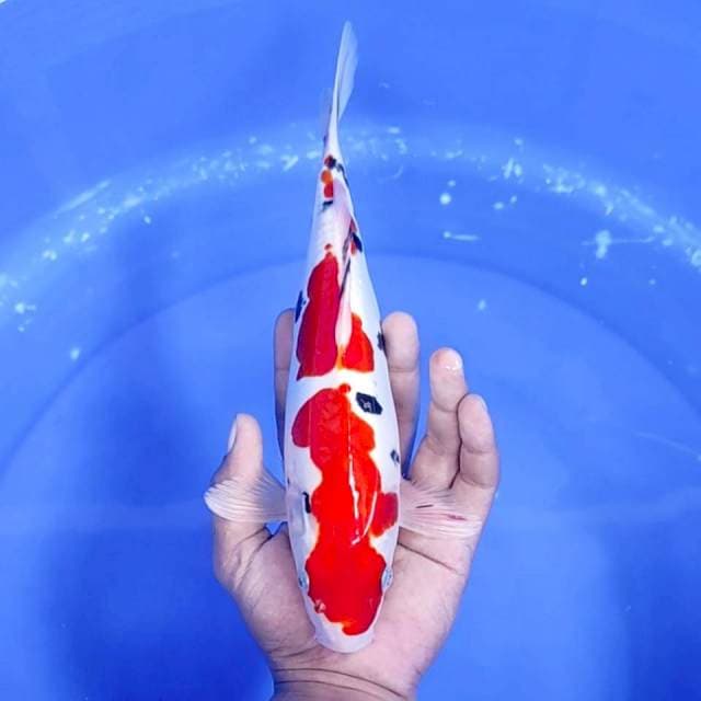 4. Sanke Doitsu || 28 cm