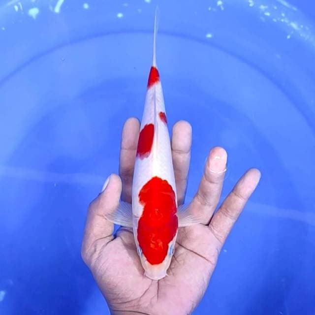 8. Kohaku Halus || 23 cm