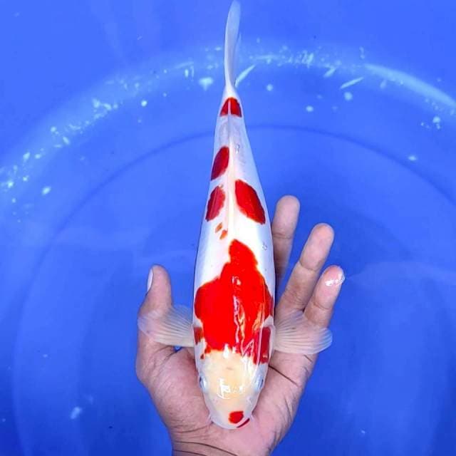 11. Kohaku Doitsu || 30 cm || Jantan